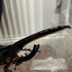 DHヘラクレス　飛騨山角155ミリ　B品の画像