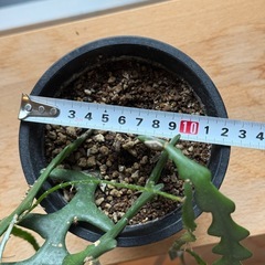 観葉植物　フィッシュボーンカクタスの画像