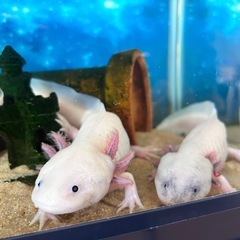 ウーパールーパー（リューシスティック）の画像