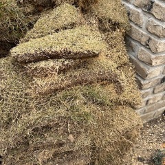 【格安】芝生（TM9）お譲りします／本日剥がしたもの
の画像