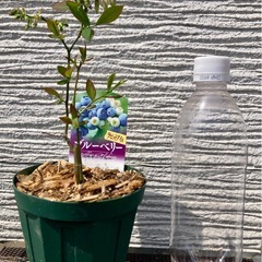 ブルーベリー苗木（ラビットアイ系）1期生 複数品種ありますの画像