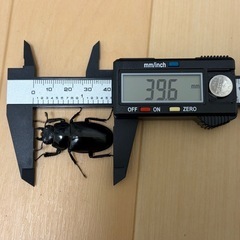 ギラファノコギリクワガタ ペア ②の画像