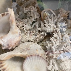 貝殻、珊瑚の画像