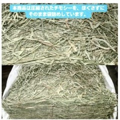 1番刈り チモシー10kg お徳用  牧草 うさぎやモルモットの餌に。の画像