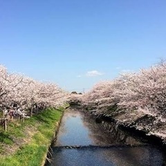 船橋　海老川　お花見フード販売スタッフ募集の画像