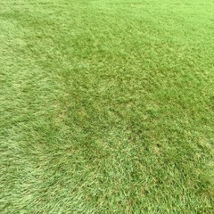 【取引確定】人工芝　防草シート一体型　残り譲りますの画像