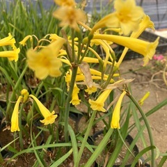 キルタンサスの球根の画像