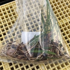 キルタンサスの球根の画像