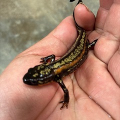 激レア希少自家繁殖CB個体強金箔オレンジラインシリケンイモリ＋美麗強金箔セット8000円着払いの画像