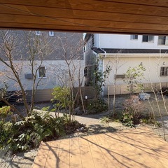 差し上げます　常緑ヤマボウシ　株立ち　雑木の庭　の画像