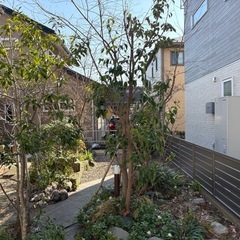 差し上げます　常緑ヤマボウシ　株立ち　雑木の庭　の画像