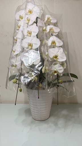 胡蝶蘭　生花