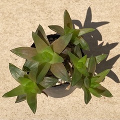 2026.3.22⑥   多肉植物　ハオルチアの画像