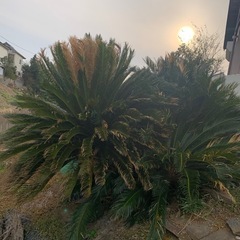 ソテツ　そてつ　北葛飾郡の画像