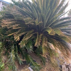 ソテツ　そてつ　北葛飾郡の画像