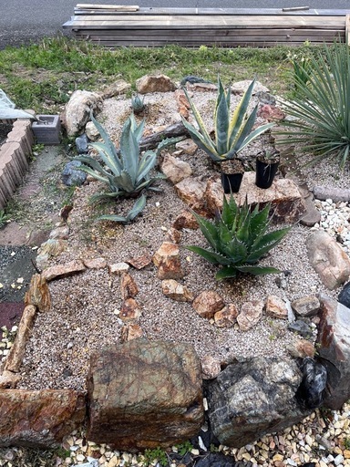 地植えアガベ各種