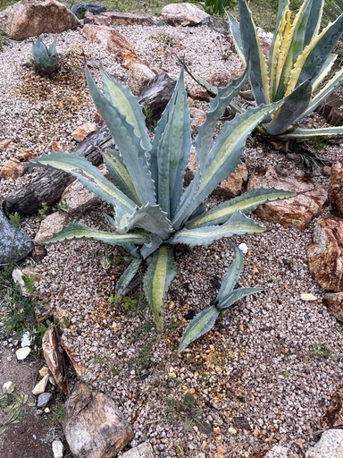 地植えアガベ各種