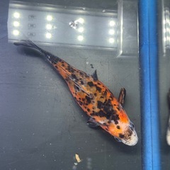 墨和金 銀鱗墨和金 変わり和金 金魚 ③の画像