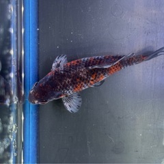 墨和金 銀鱗墨和金 変わり和金 金魚 ①の画像
