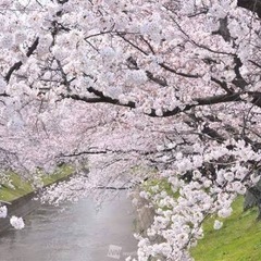 葛西臨海公園　🌸お花見イベントスタッフ募集🌸の画像