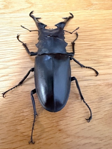 ギラファノコギリクワガタ　♂単②