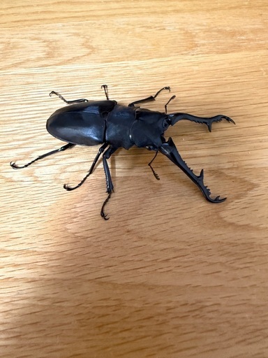 ギラファノコギリクワガタ　♂単②