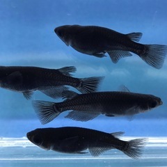 メダカ(オロチ)10匹の画像