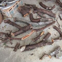 伐採した枝。薪ストーブ、カブト虫など昆虫用などの画像