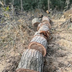 クヌギ　コナラ　山桜入荷しました！未乾燥薪の画像