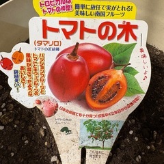 タマリロ　“トマトの木”の画像