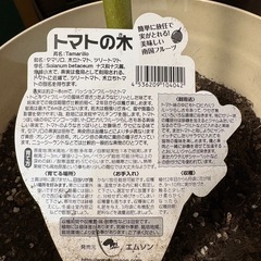 タマリロ　“トマトの木”の画像