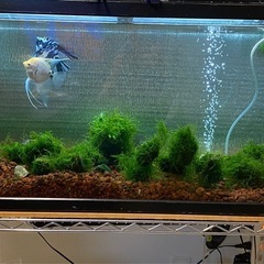 NISSO 90cm水槽 & コトブキライト & ルミナスラック セットの画像