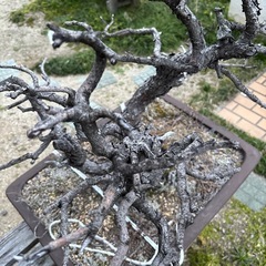 盆栽鉢　大①の画像