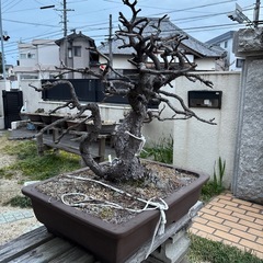 盆栽鉢　大①の画像