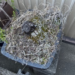 盆栽鉢　大③の画像