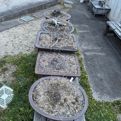 盆栽鉢5鉢の画像