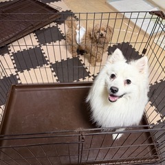 犬用ケージの画像