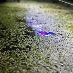 浮き草水草手のひらサイズたっぷりの画像