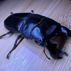 スマトラオオヒラタ♂ 訳ありの画像