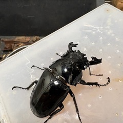 新成虫★ホワイトアイのタランドゥス♂単の画像