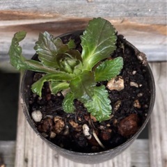 アジュガ苗　抜き苗の画像