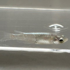 鱗緑メダカ　ひとみの画像