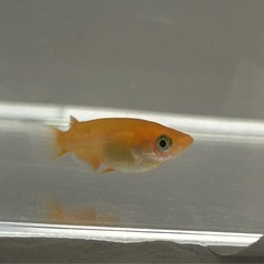 鱗緑メダカ　楊貴妃ショートの画像