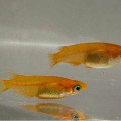 鱗緑メダカ　楊貴妃ショートの画像