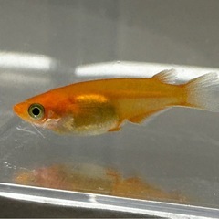 鱗緑メダカ　楊貴妃ショートの画像