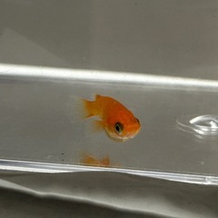 鱗緑メダカ　楊貴妃ショートの画像