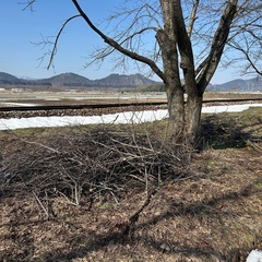 【無料】桜の丸太・枝を差し上げます（会津エリア）の画像