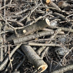 【無料】桜の丸太・枝を差し上げます（会津エリア）の画像