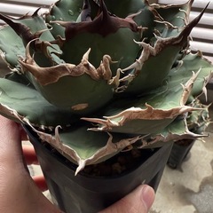 アガベ　黒犀牛　子株②の画像