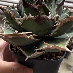 アガベ　黒犀牛　子株③の画像